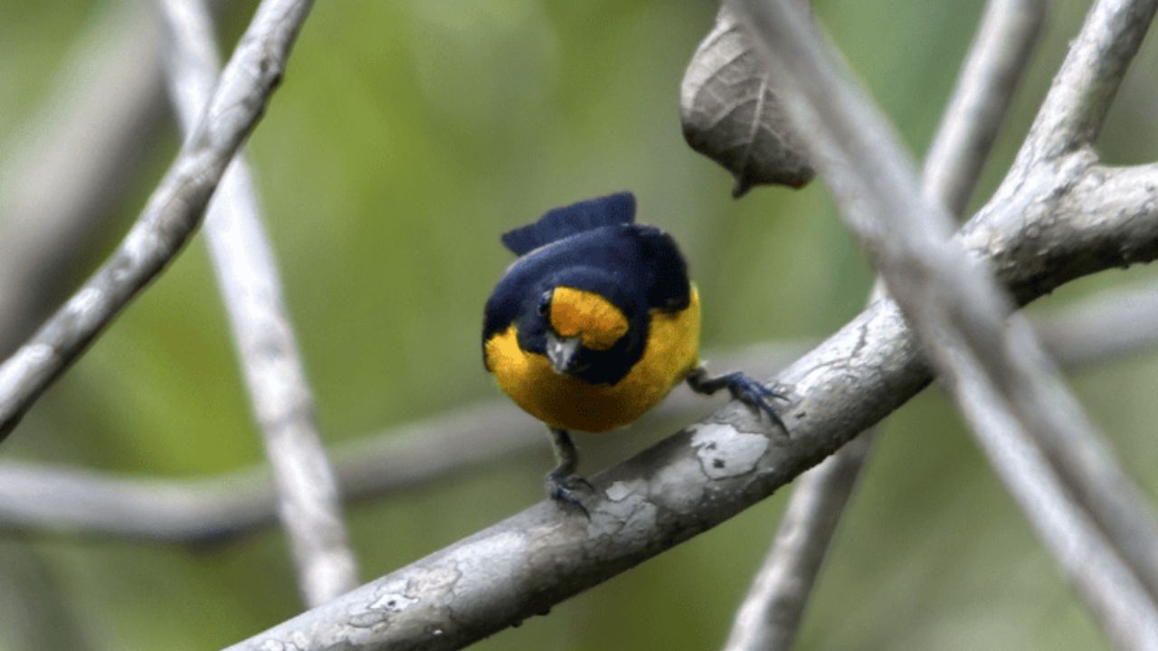 Descubren nueva especie de ave para Colombia luego analizar su canto en la cuenca del Orinoco