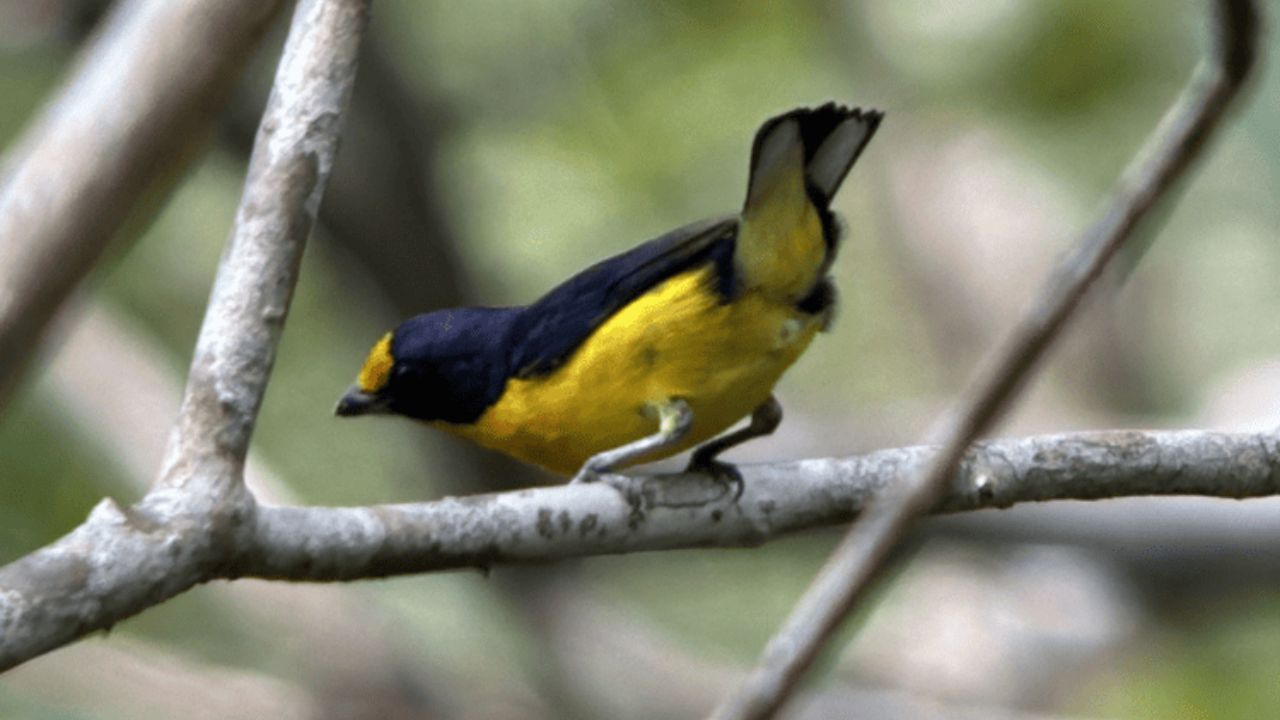 Descubren nueva especie de ave para Colombia luego analizar su canto en la cuenca del Orinoco