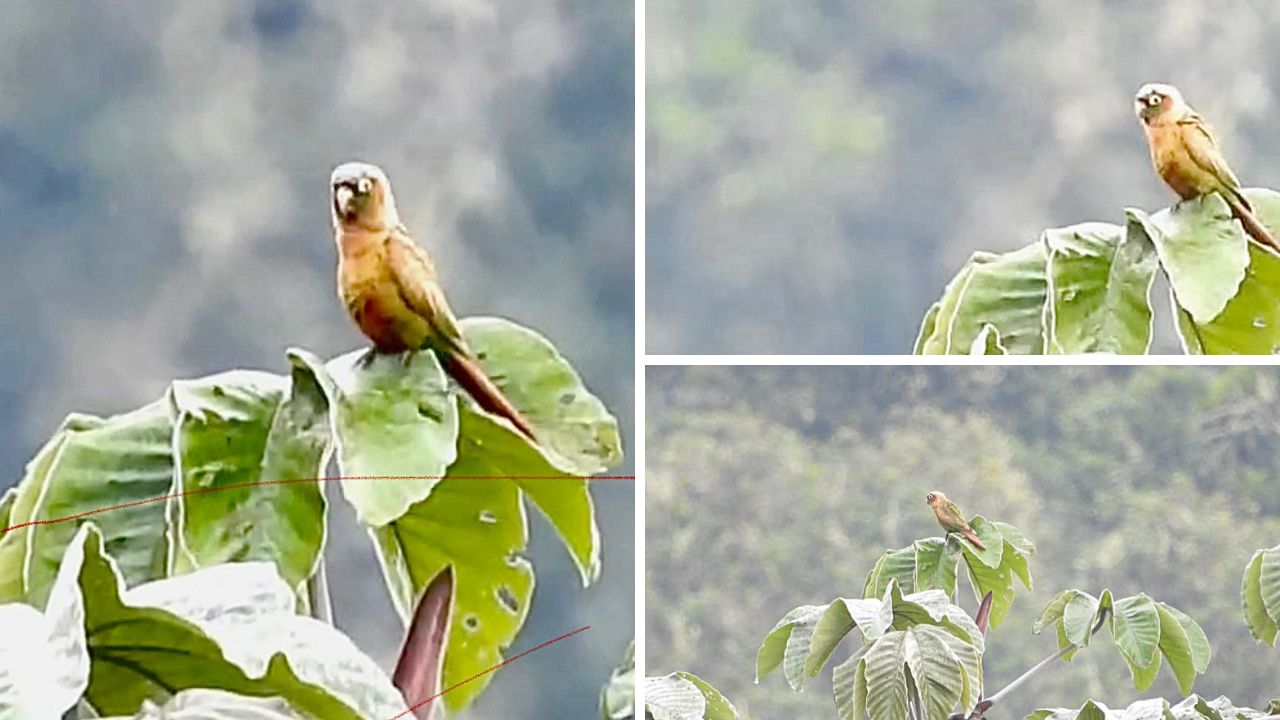 Con avistamiento del periquito aliamarillo, Huila suma 759 especies de aves registradas