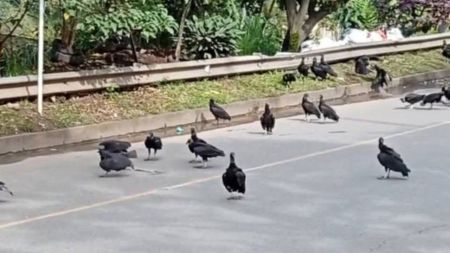 ¡Pilas! Reportan varios gallinazos en la carretera de Zamora podrían causar accidentes