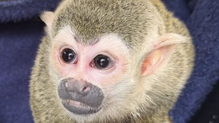 EN VIDEO: Mono ardilla rescatado del cautiverio no podrá volver a la vida silvestre luego de años de maltrato El costo del tráfico ilegal: mono ardilla rescatado no podrá volver a su hábitat natural