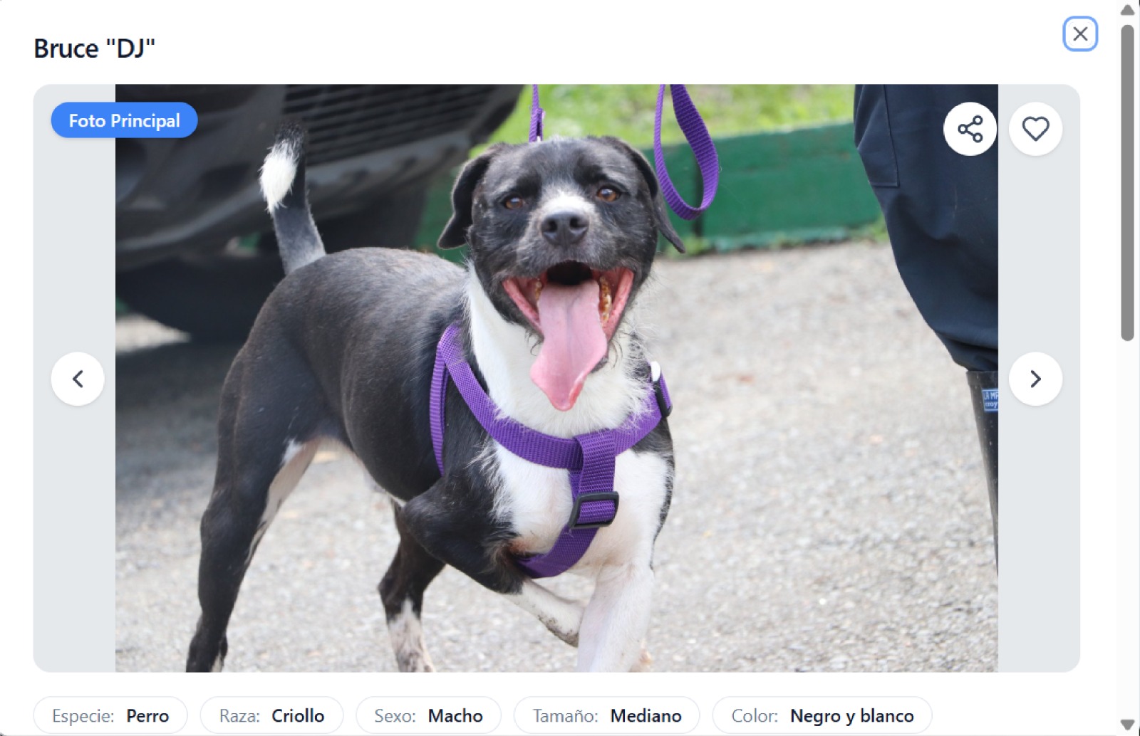 ¡Un hogar a un clic! Medellín impulsa la adopción digital de animales rescatados 2 ¡Un hogar a un clic! Medellín impulsa la adopción digital de animales rescatados