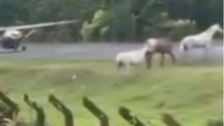 avioneta capurgana 1