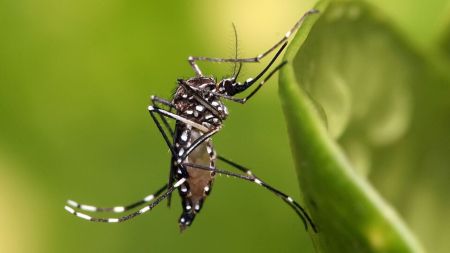 Aumento de chikunguña en América preocupa a las autoridades sanitarias