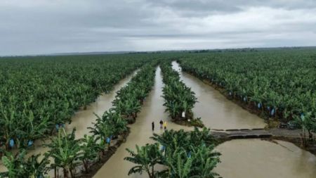 Ríos desbordados y bolsillos vacíos: el drama de los bananeros en el Urabá antioqueño por las lluvias El banano enlodado: Urabá bajo el agua y los productores contra las cuerdas
