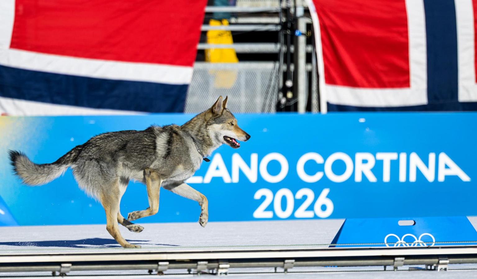 Perro lobo cruzó la meta de esquí de fondo en los Juegos Olímpicos de Invierno 2026