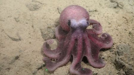 En Chile identifican nueva especie de pulpo de agua profundas del Pacífico suroriental