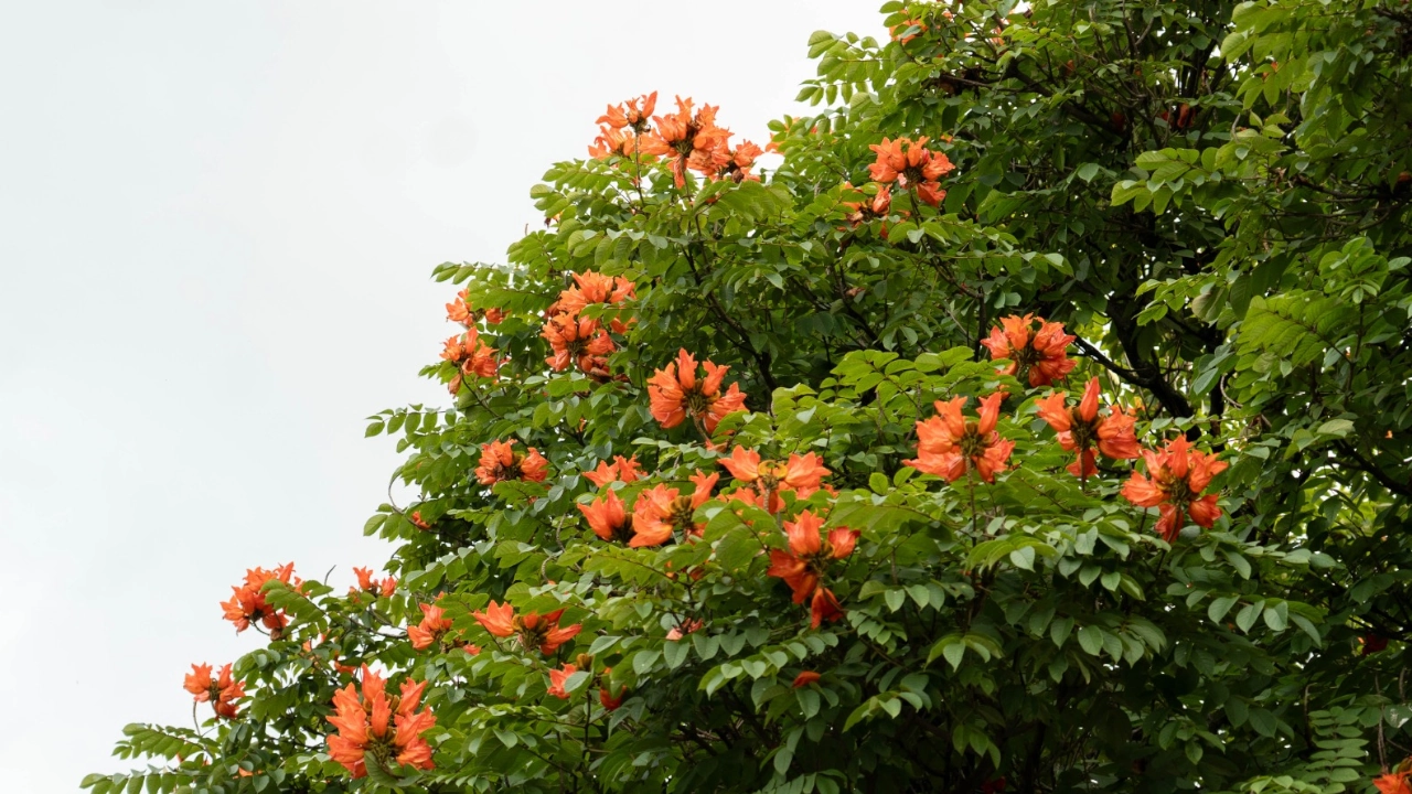 flor
