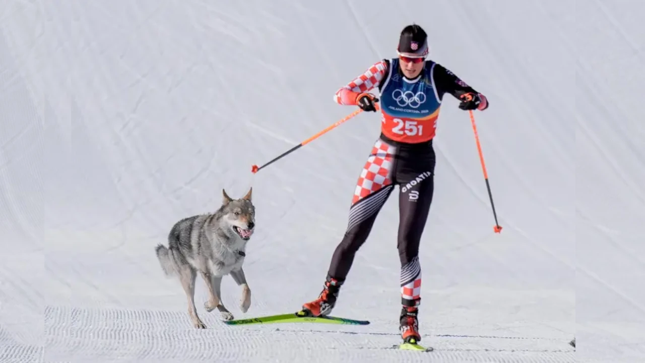 Como un competidor más, un perro lobo se metió a la pista y llegó hasta la recta final