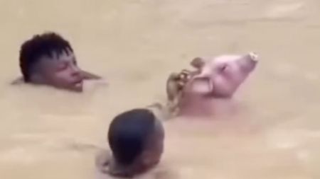 VIDEO: Jovenes arriesgan su vida para salvar a un cerdito que se lo arrastraba la corriente en Córdoba rescatan un cerdo