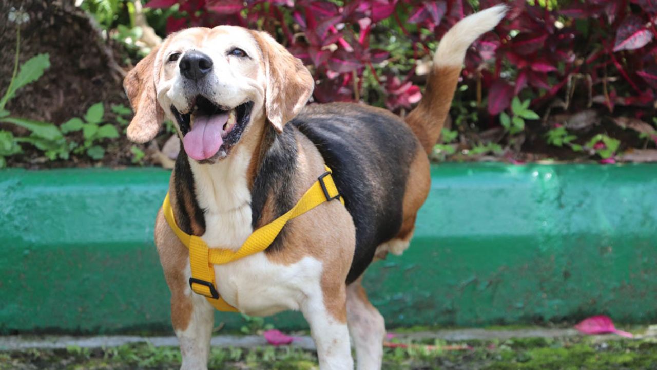 Ante el abandono de 4.343 animal, en Medellín crearán una política pública para protegerlos Medellín avanza en la creación una política pública para proteger a los animales ante el abandono