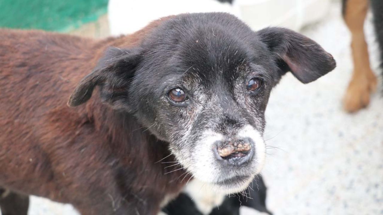 Nadie los elige: más de 300 animales mayores buscan en Medellín una segunda oportunidad Nadie los elige más de 300 animales mayores buscan en Medellín una segunda oportunidad