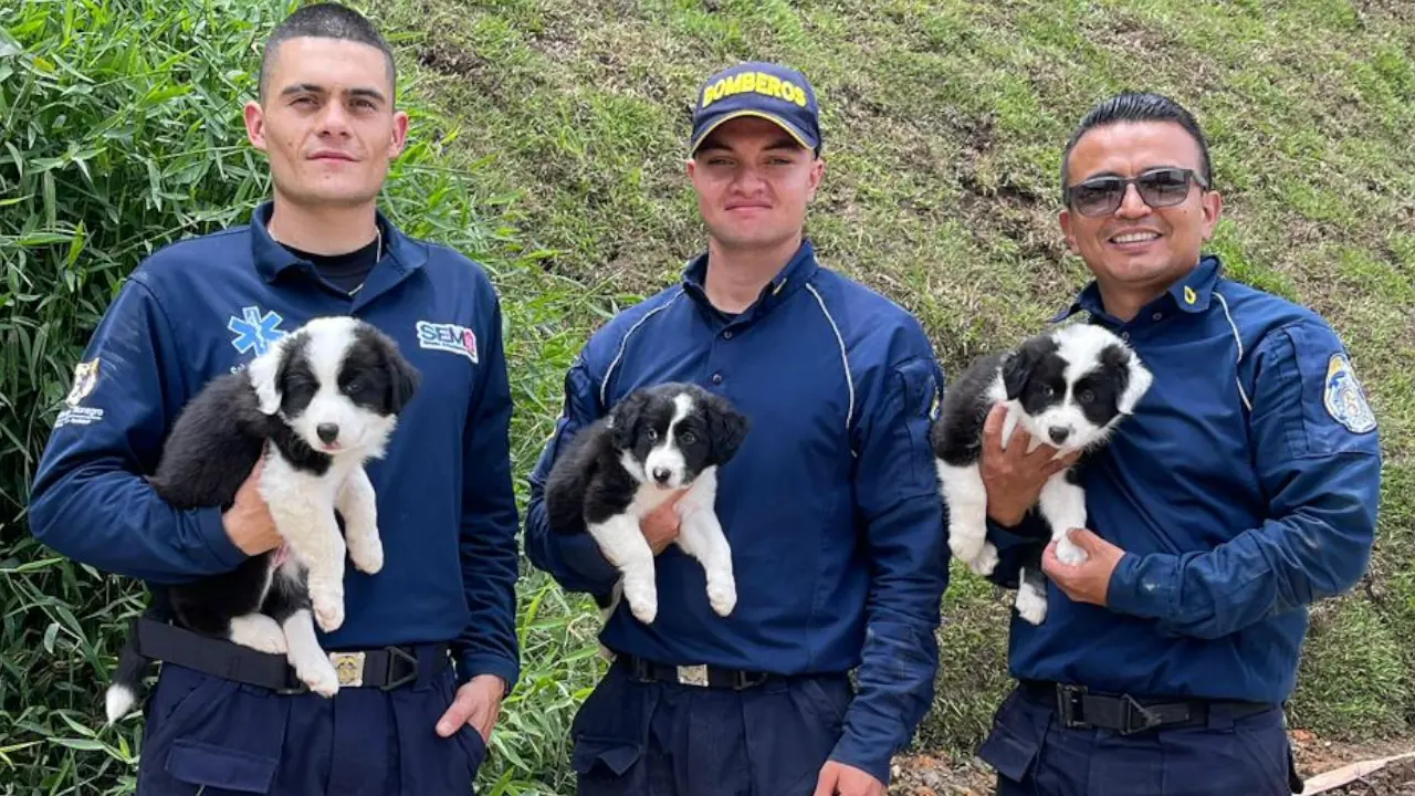 Tres cachorros son entrenados por Bomberos para ayudar en emergencias en Rionegro