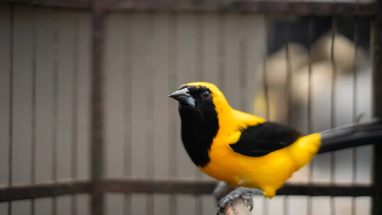 Ocho aves silvestres fueron rescatadas en Guarne y puestas bajo cuidado especializado de Cornare