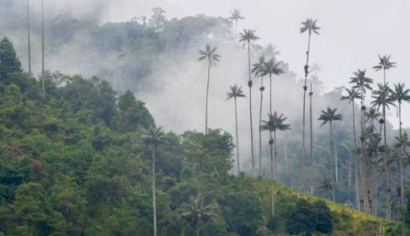 La palma de cera en peligro en Semana Santa: un tesoro que debemos proteger La palma de cera símbolo nacional en peligro: la importancia de protegerla en Semana Santa
