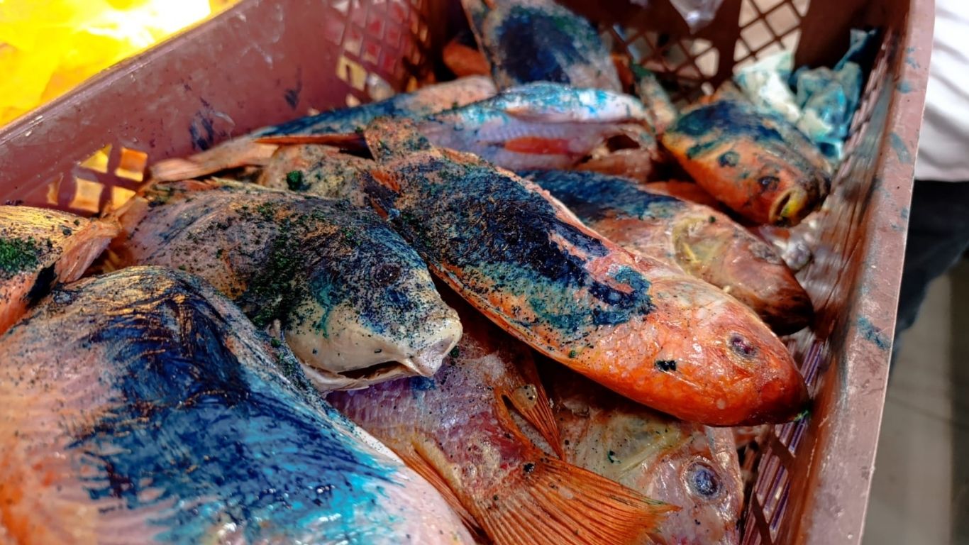 En Bello incautaron media tonelada de pescado en mal estado en plena antesala de Semana Santa