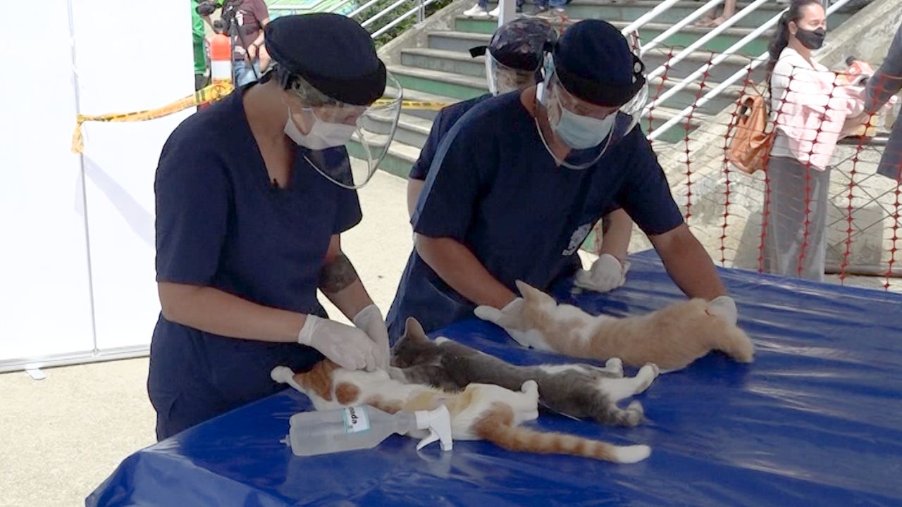 Esterilización 100% gratuita para perros y gatos en Colombia