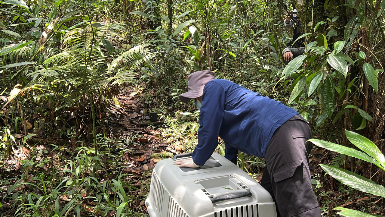 Como en casa: 10 especies de fauna silvestre son liberadas en La Estrella