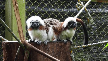 Después de dos años de rehabilitación, familia de titís vuelve a su habitat