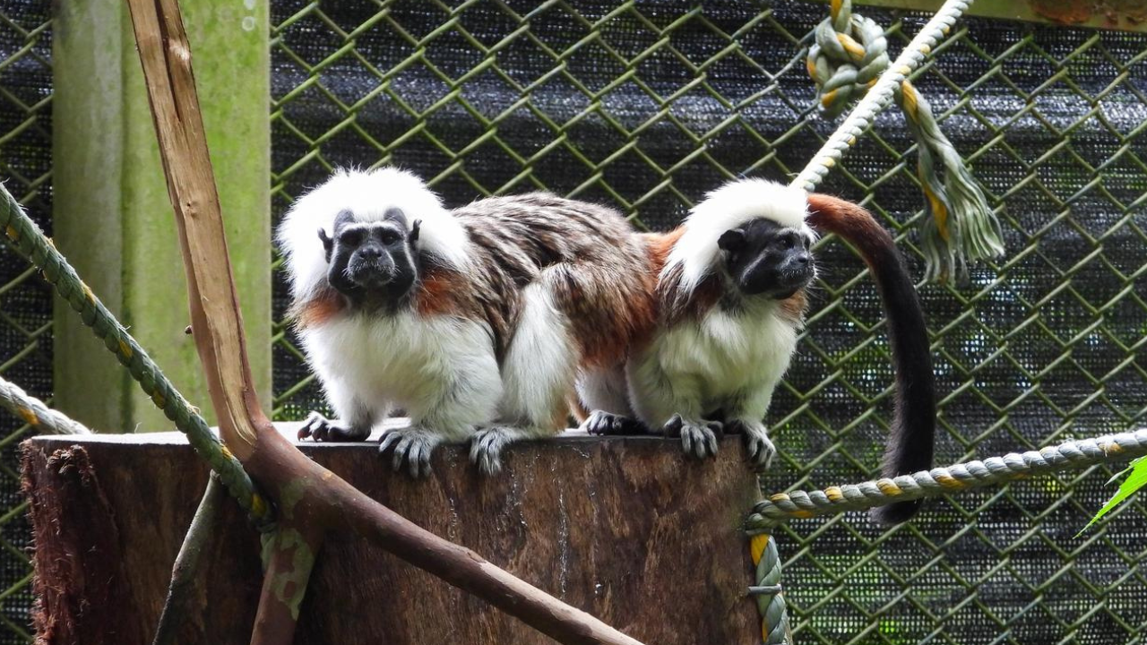 Después de dos años de rehabilitación, familia de titís vuelve a su habitat