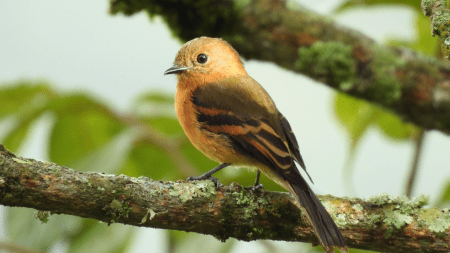Un puma, un ocelote y otras especies son detectados con cámaras trampa en Medellín Un puma, un ocelote y otras especies son detectados con cámaras trampa en Medellín