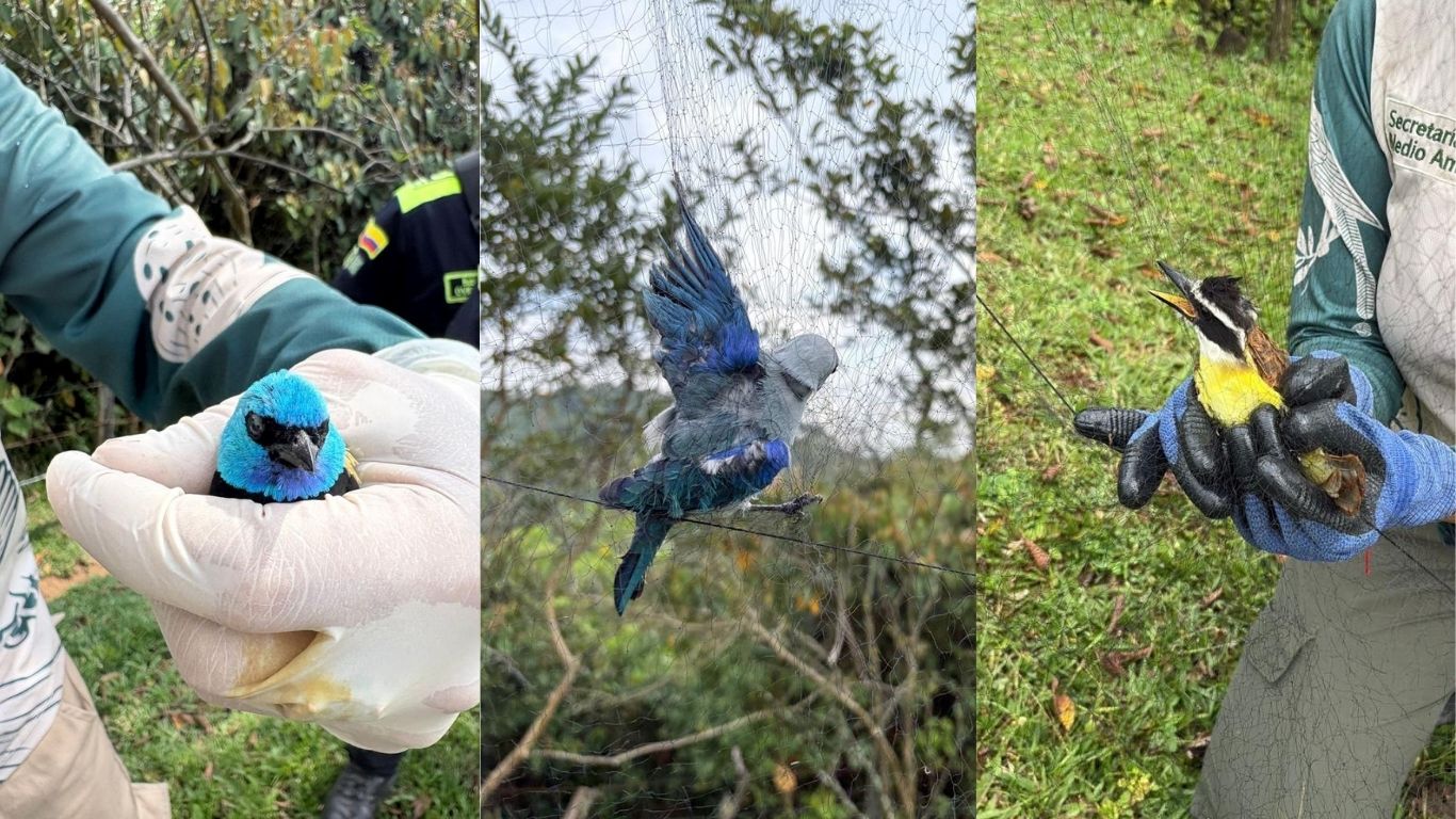 Guardabosques de Itagüí frustran red de tráfico de fauna: 11 aves fueron rescatadas en zona protegida