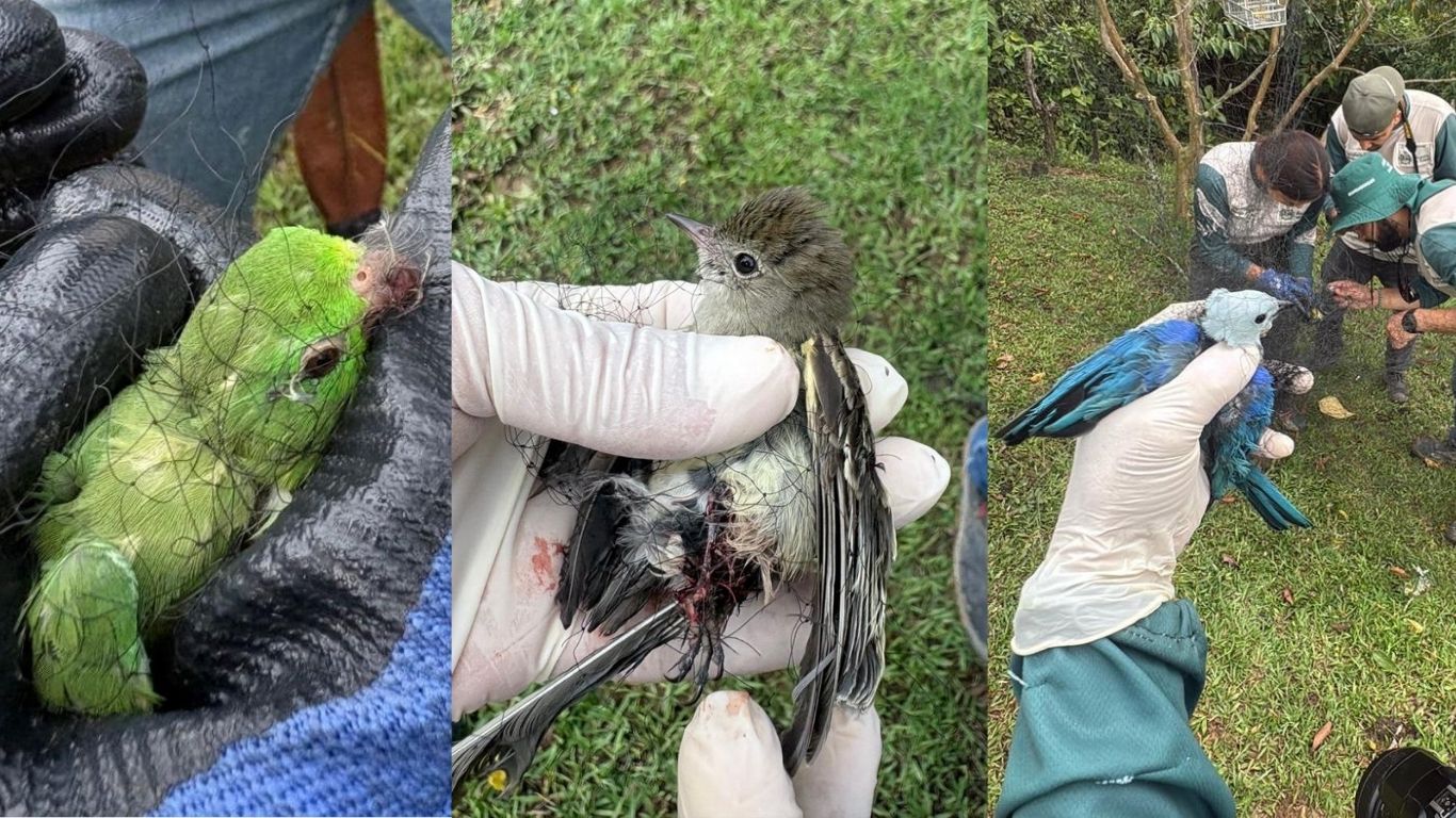 Guardabosques de Itagüí frustran red de tráfico de fauna: 11 aves fueron rescatadas en zona protegida