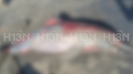 Encuentran delfín muerto en playa de Urabá y crece la preocupación por su especie