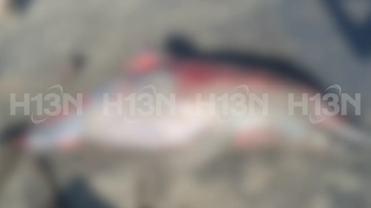 Encuentran delfín muerto en playa de Urabá y crece la preocupación por su especie