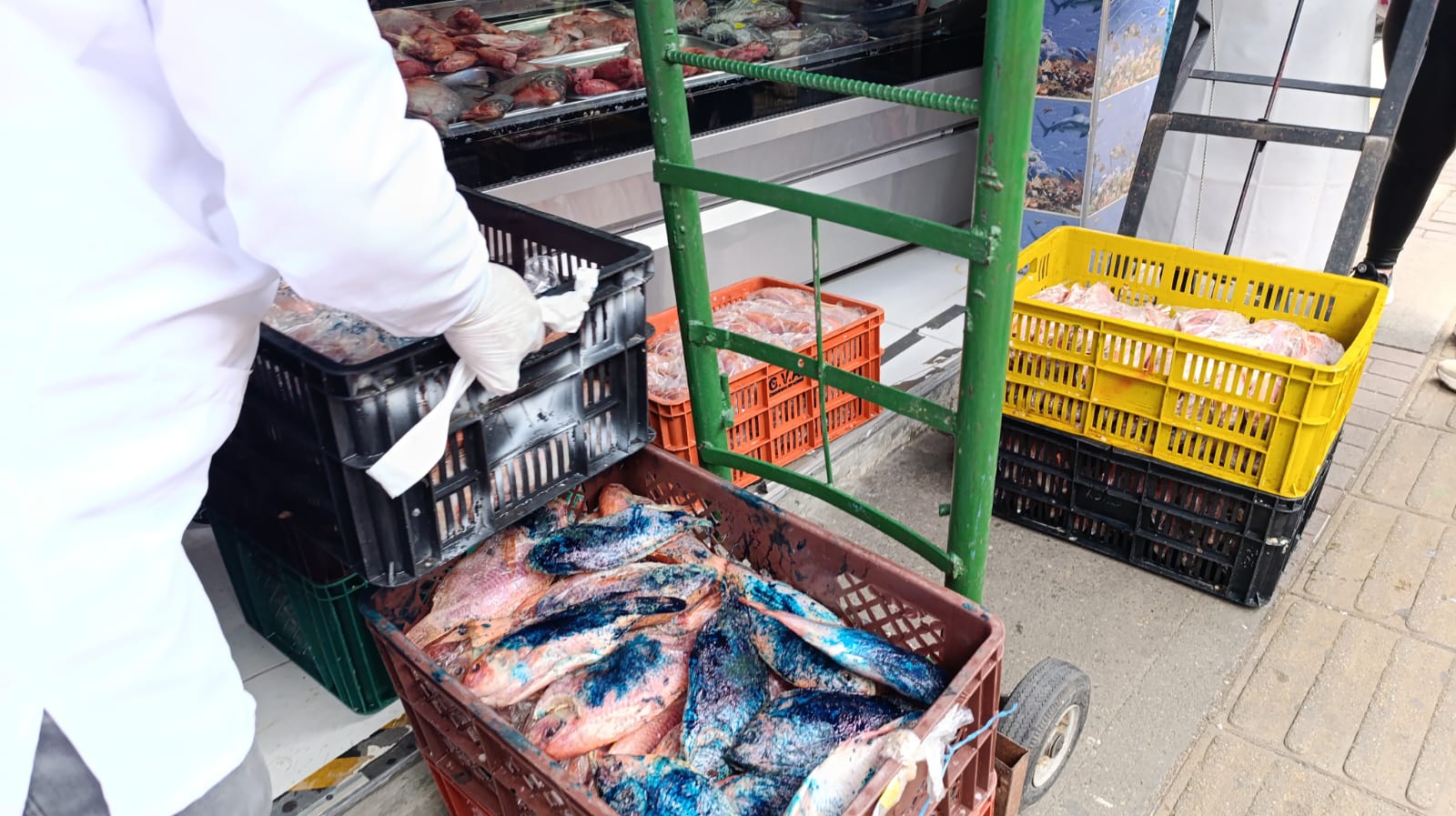 En Bello incautaron media tonelada de pescado en mal estado en plena antesala de Semana Santa