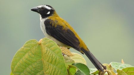 Un puma, un ocelote y otras especies son detectados con cámaras trampa en Medellín LAURA PAG 16