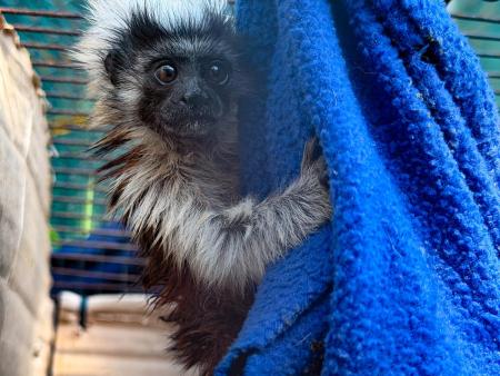 Rescatan dos crías de tití cabeciblanco en el Valle de Aburrá; una murió tras ser separada de su madre WhatsApp Image 2026 03 30 at 8.11.55 AM