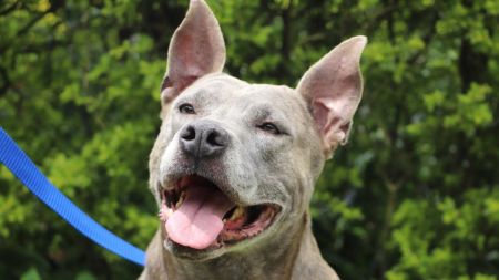 ¿Tiene un pitbull, rottweiler o dóberman? En Medellín deberá registrarlo obligatoriamente para evitar multas bus motociclista 1