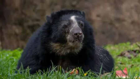 VIDEO: La osa más longeva de Colombia: así festejaron a Mafalda sus 28 años Mafalda, la osa andina más longeva de Colombia, celebra 28 años