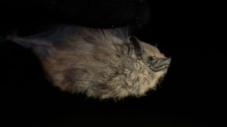 Así fue el redescubrimiento del murciélago de sacos alares que se creía extinto en Antioquia