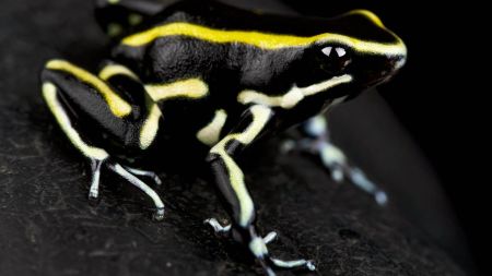 Si el bosque seco desaparece, ¿qué le ocurre al veneno de la rana de rayas amarillas?