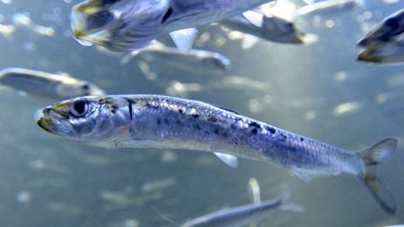 El aumento de la temperatura del mar reduce hasta un 20 % los peces pequeños El aumento del calor en el mar está reduciendo los peces pequeños hasta un 20 %