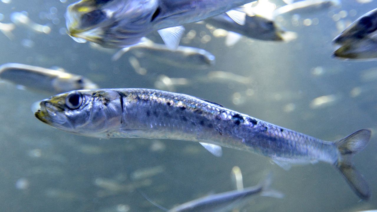 El aumento del calor en el mar está reduciendo los peces pequeños hasta un 20 %
