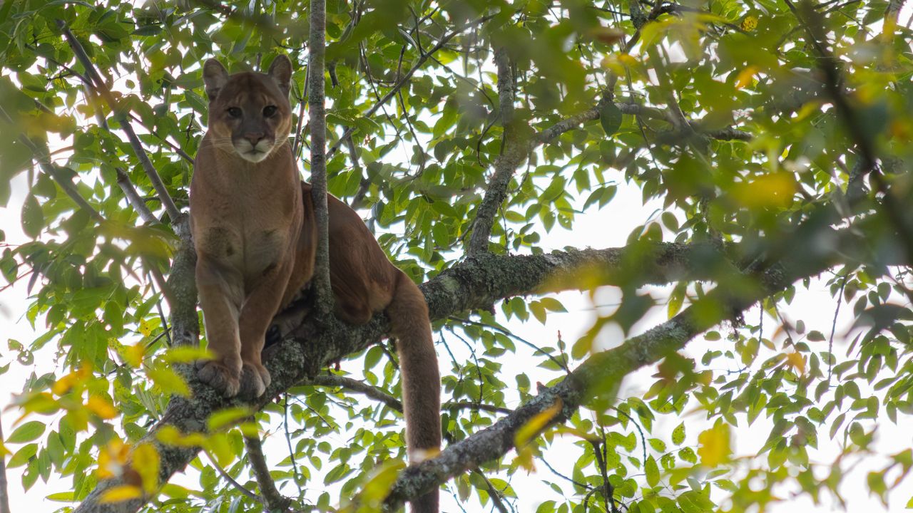 Reportan presencia de puma en zona rural de La Unión; autoridades llaman a la prevención y a proteger la especie