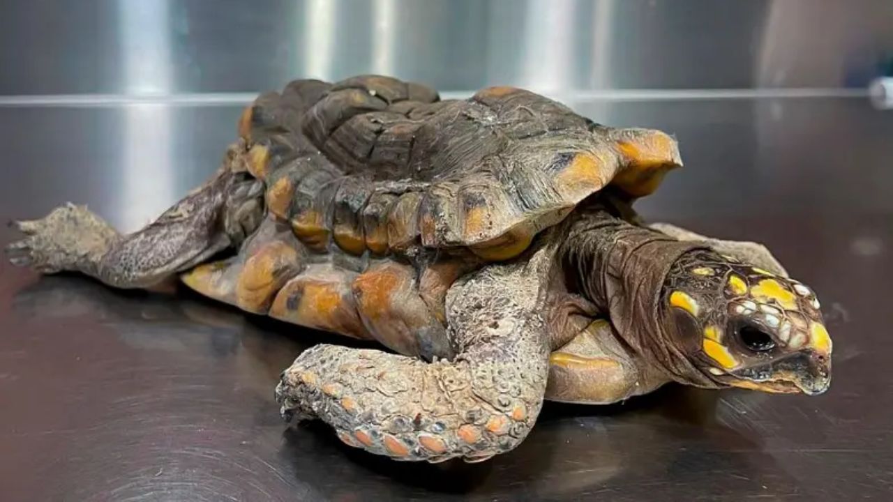 Municipios del Suroeste y Norte antioqueño avanzan en estrategia para proteger la fauna silvestre