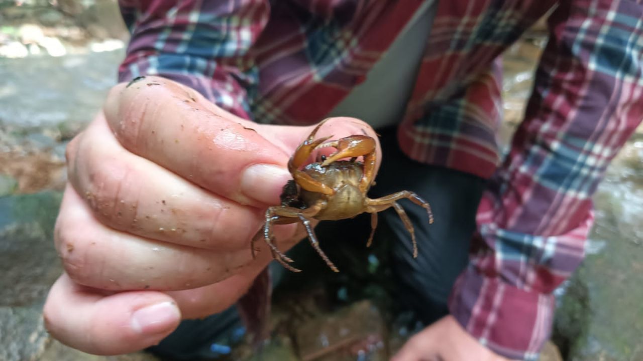 En El Bagre descubren una nueva especie de cangrejo de agua dulce cuya presencia indica aguas limpias y saludables