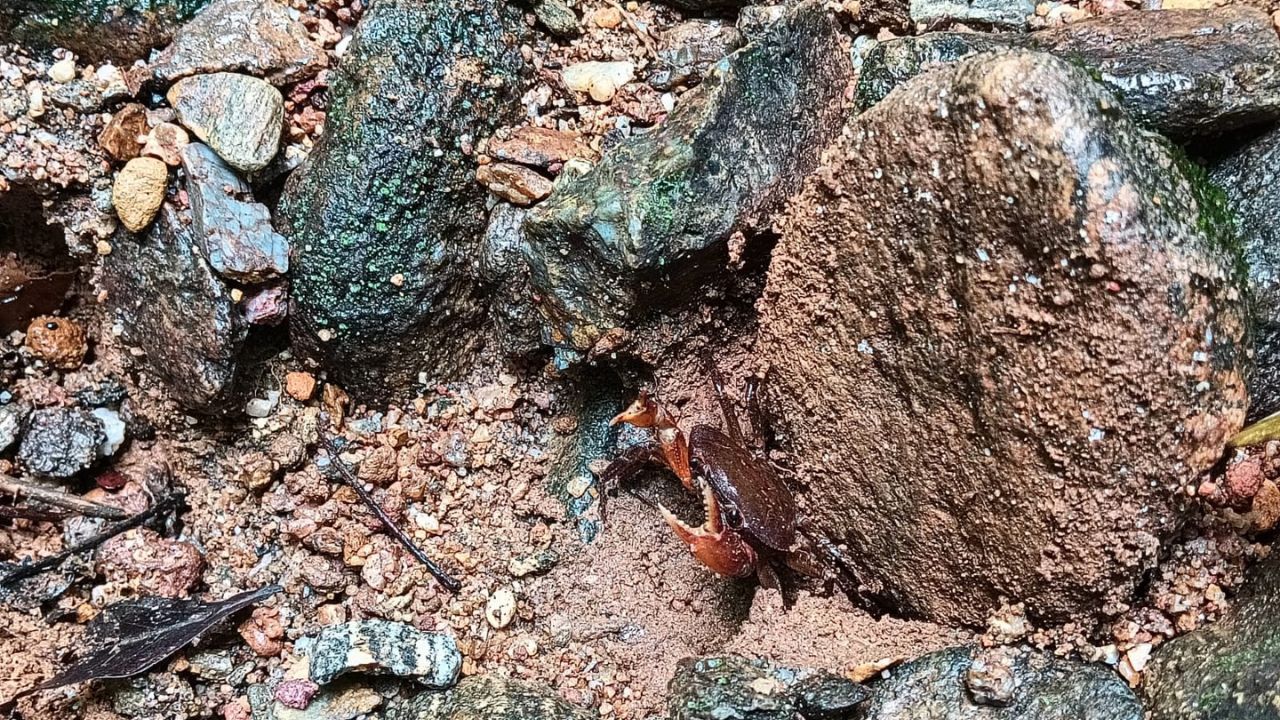 En El Bagre descubren una nueva especie de cangrejo de agua dulce cuya presencia indica aguas limpias y saludables