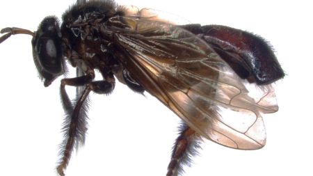 Descubren en Ecuador una mosca que se hace pasar por abeja para engañar a depredadores Descubren nueva especie de mosca que engaña a depredadores haciéndose pasar por abeja