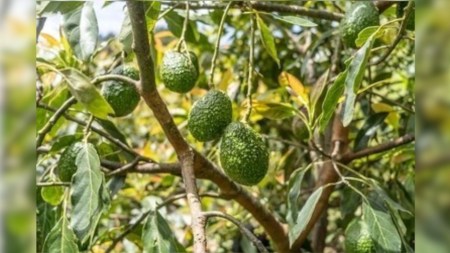 Tecnología abre la puerta a invertir en el agro sin comprar tierras lienzo 1280 720 marca agua 17