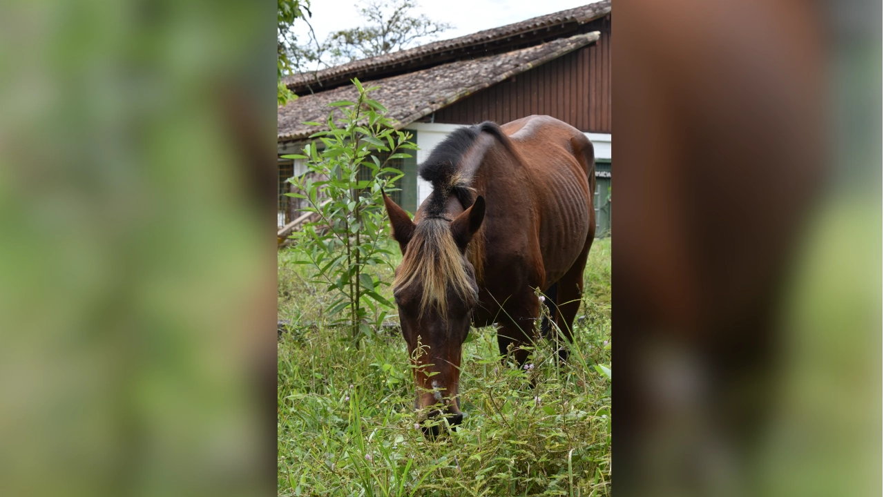 Aurelio y Estampa, los caballos que dejaron las carrozas turísticas de Cartagena para empezar una nueva vida 2 lienzo 2 marca agua