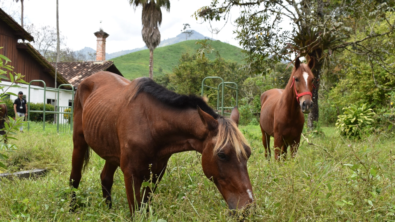 Aurelio y Estampa, los caballos que dejaron las carrozas turísticas de Cartagena para empezar una nueva vida lienzo 720 marca agua 3