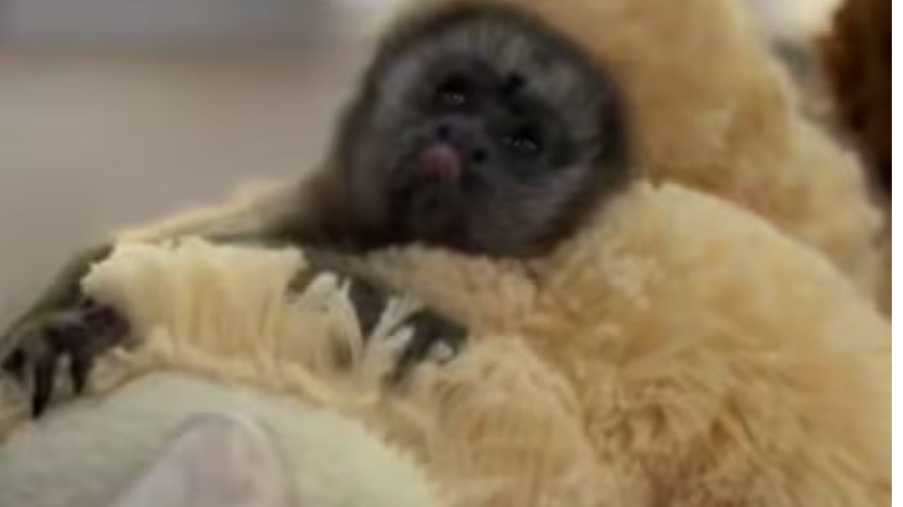 Un peluche como refugio: el conmovedor rescate de un bebé tití gris en Rionegro
