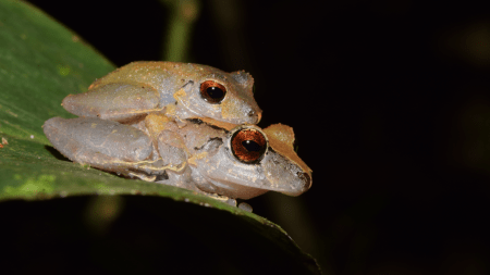 Nueva especie de rana hallada