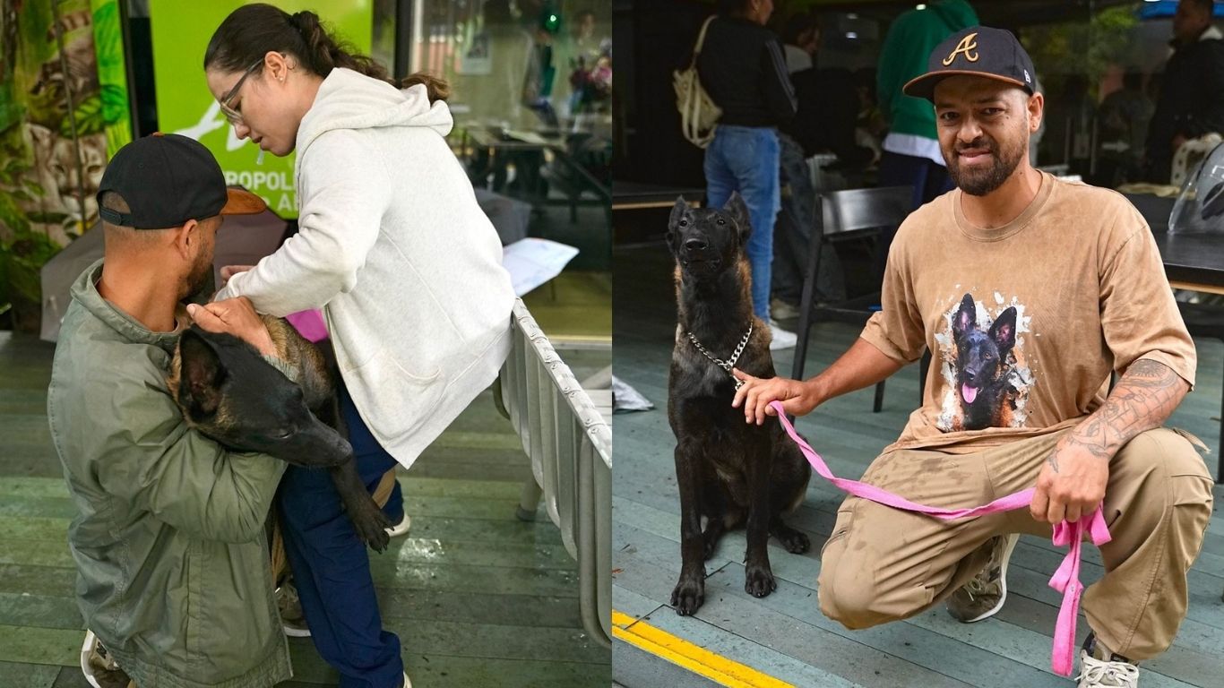 ¿Tiene perro o gato? Así puede acceder al microchip de identificación para mascotas en Envigado