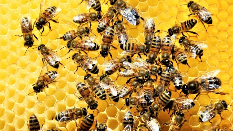 Abejas "inquilinas" de un poste atacaron a tres personas en Ciudad Bolívar, Antioquia